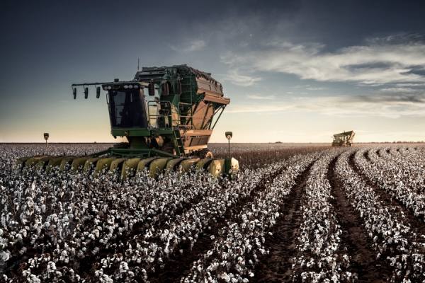 Photograph Andy Mahr Cotton Harvest on One Eyeland